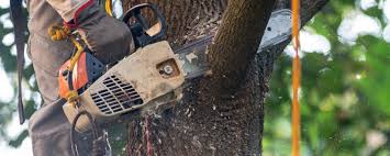 Best Lot and Land Clearing  in Keene, NH