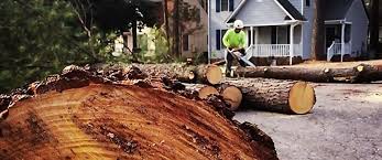 Best Commercial Tree Services  in Keene, NH
