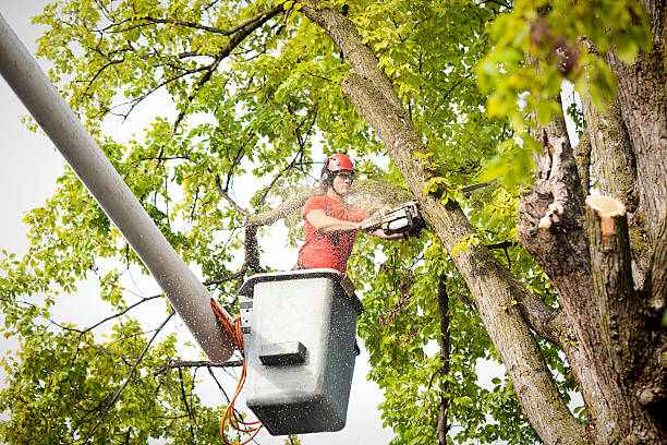 Best Tree Disease Treatment  in Keene, NH