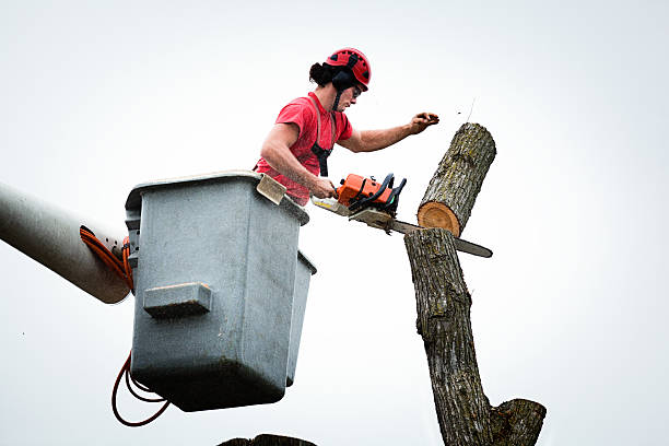 Best Tree Mulching  in Keene, NH