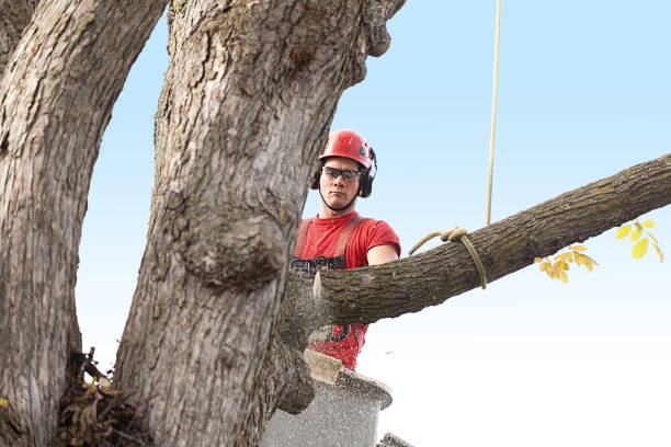 Best Firewood Processing and Delivery  in Keene, NH